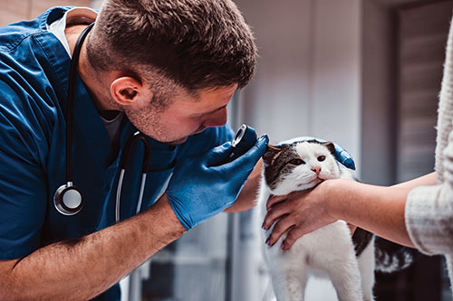 Photo of Veterinarian