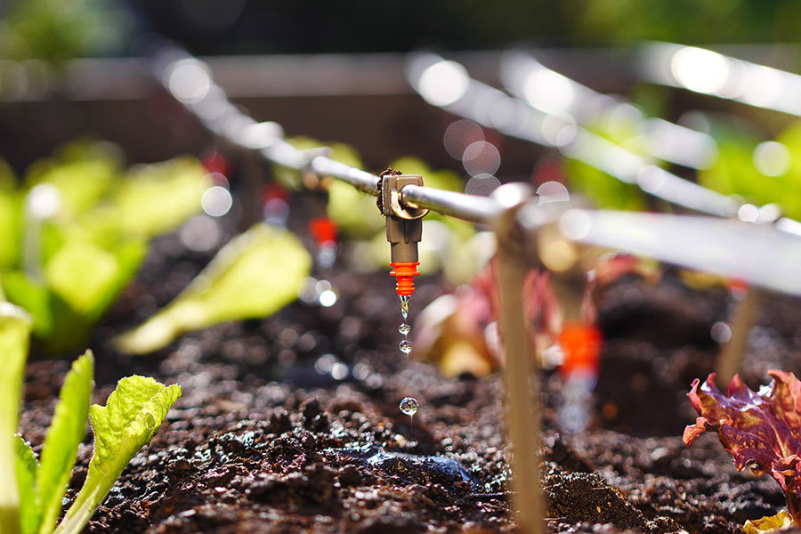Irrigation system watering plants