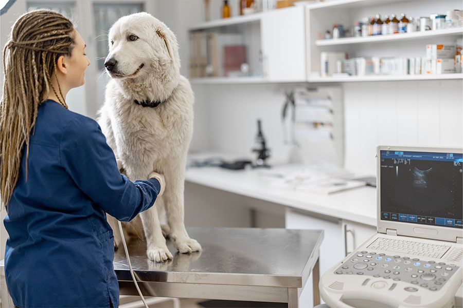 Veterinary with dog in office.